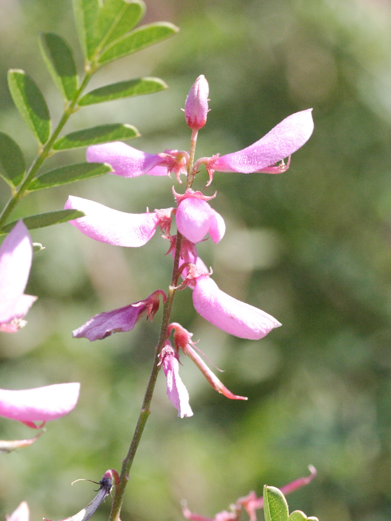 indigofera_gerardiana2md