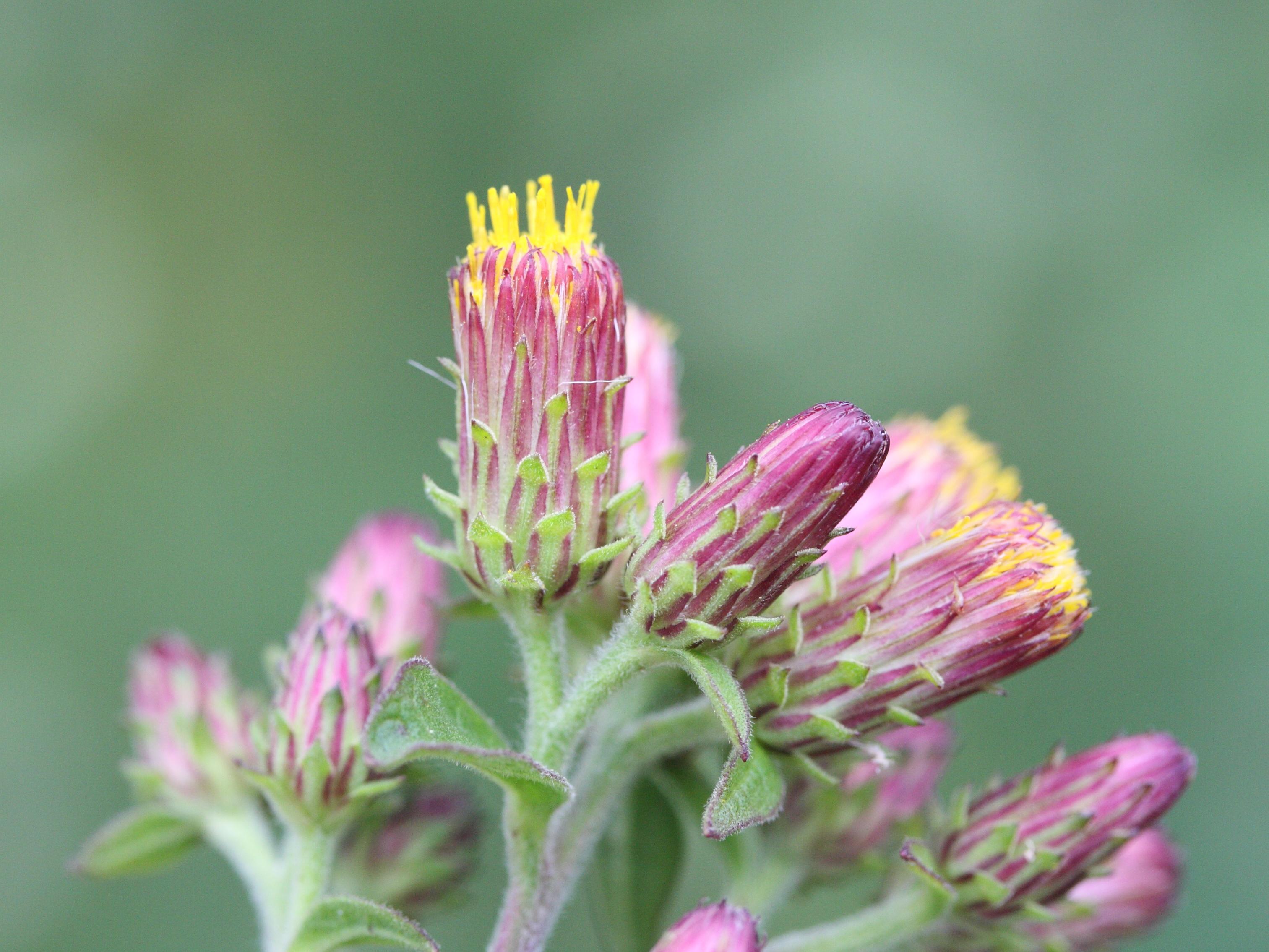 Afficher le média inula_conyza5bmd inula_conyza5bmd