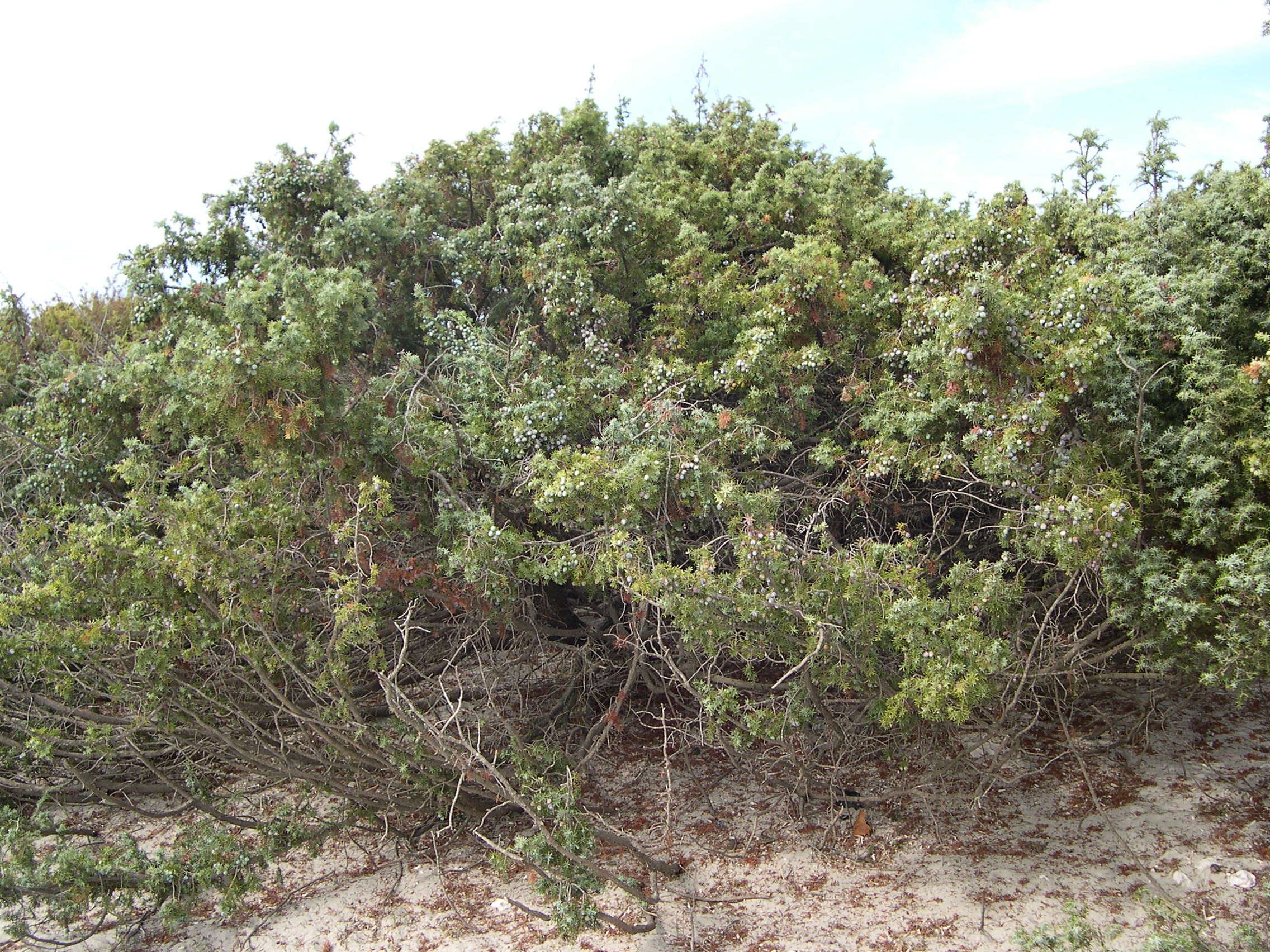 Afficher le média juniperus_oxycedrus_macrocarpa3md juniperus_oxycedrus_macrocarpa3md