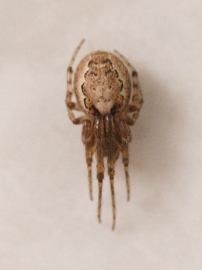 larinioides_folium1md