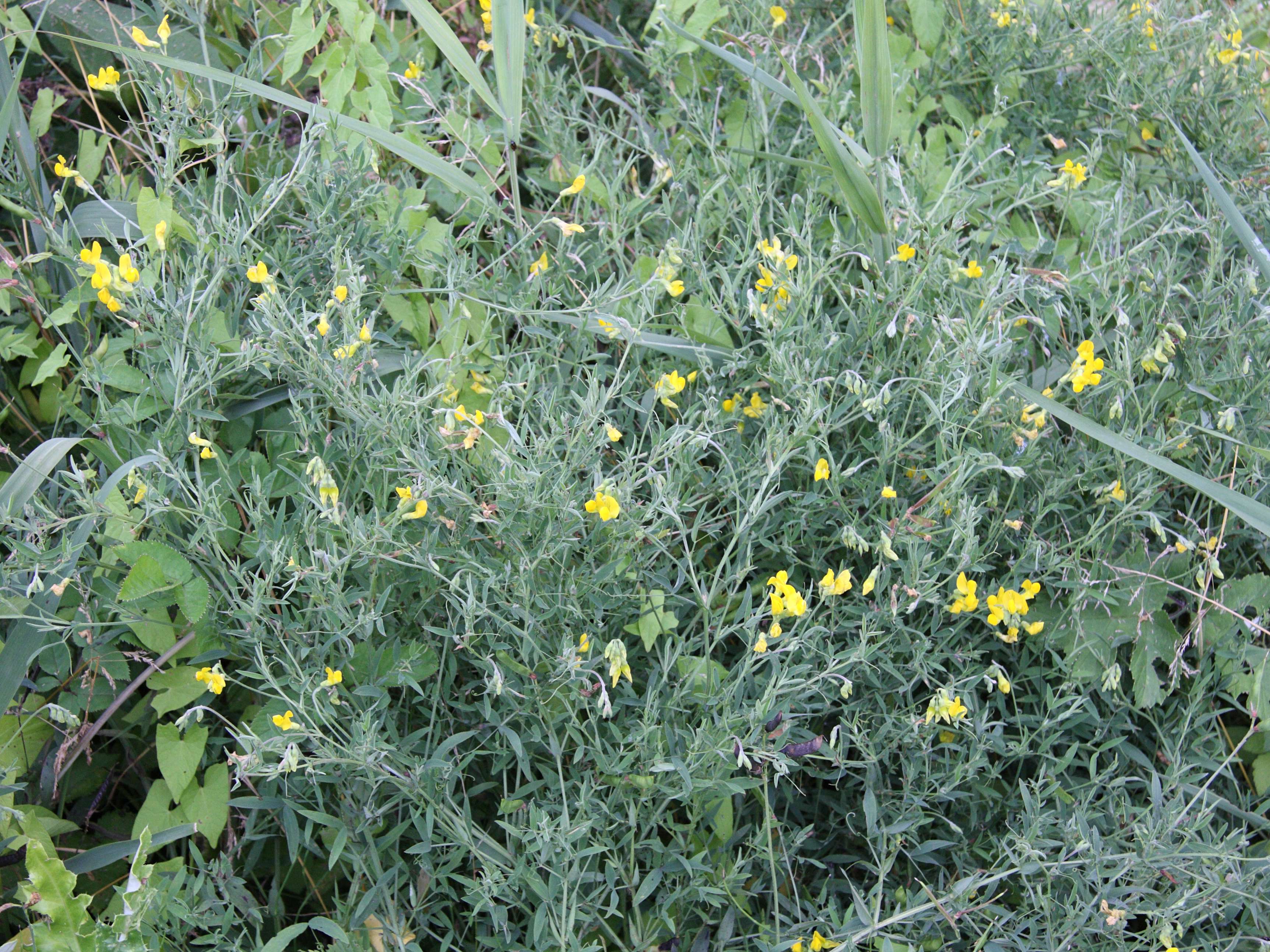 lathyrus_pratensis1md