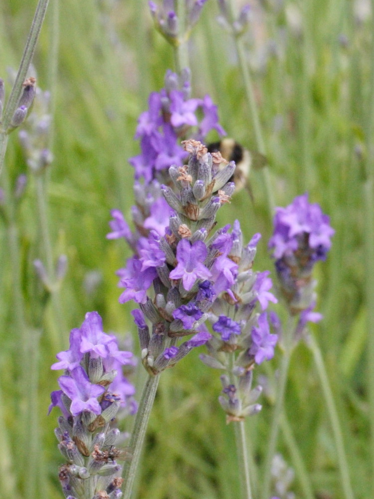 lavandula_angustifolia_pyrenaica2md