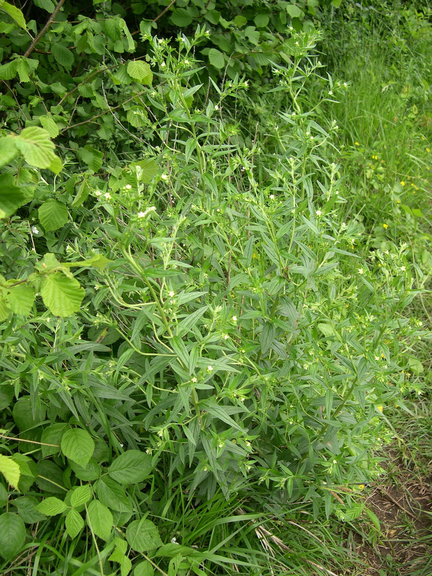 Afficher le média lithospermum_officinale6md lithospermum_officinale6md