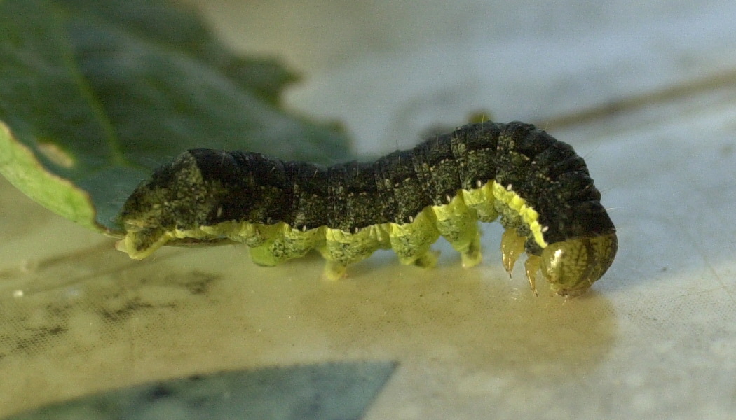 Afficher le média mamestra_brassicae_ch2md mamestra_brassicae_ch2md