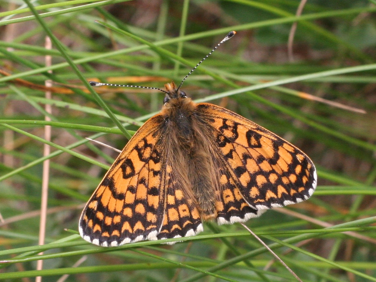 melitaea_cinxia3md