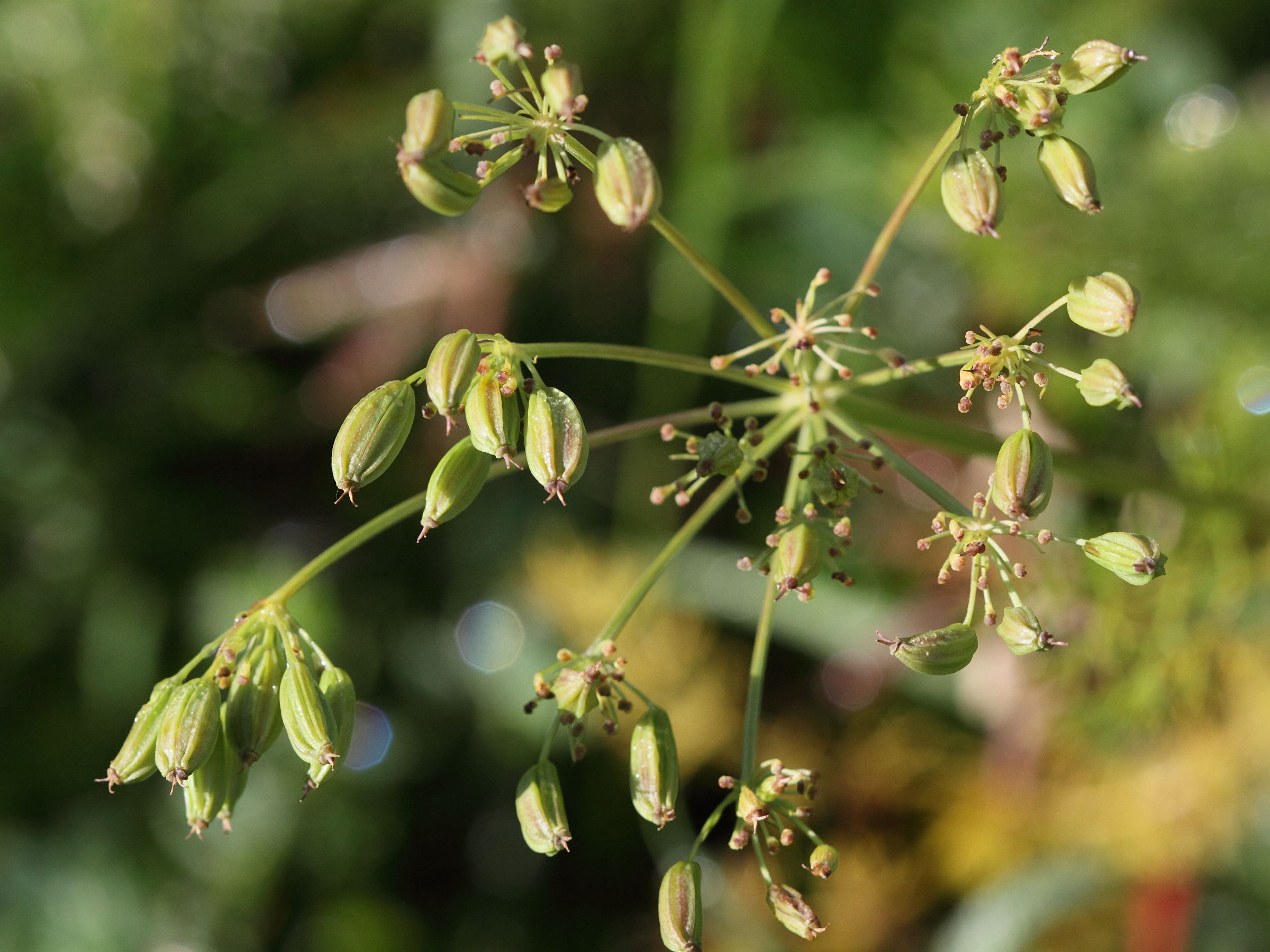 Afficher le média meum_athamanticum3md meum_athamanticum3md