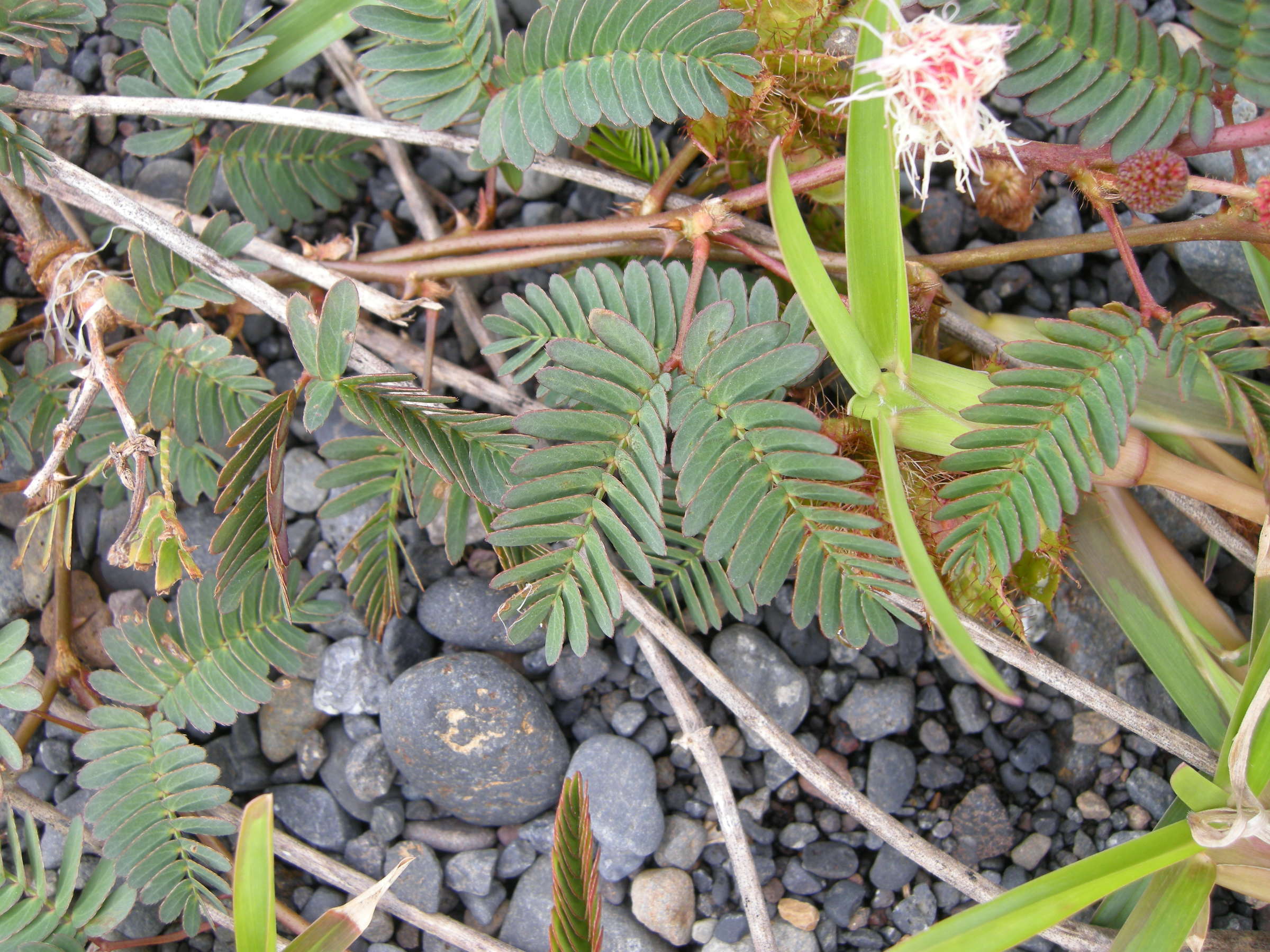 mimosa_pudica6md