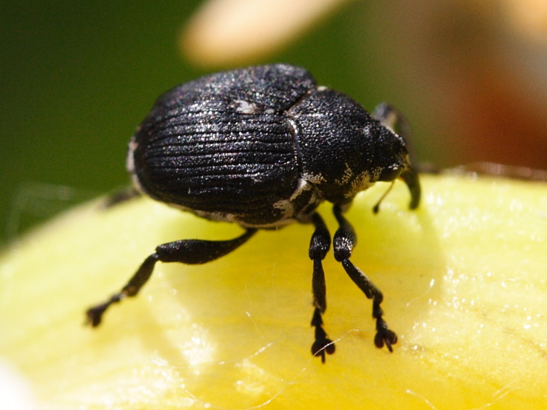 Afficher le média mononychus_punctumalbum1md mononychus_punctumalbum1md