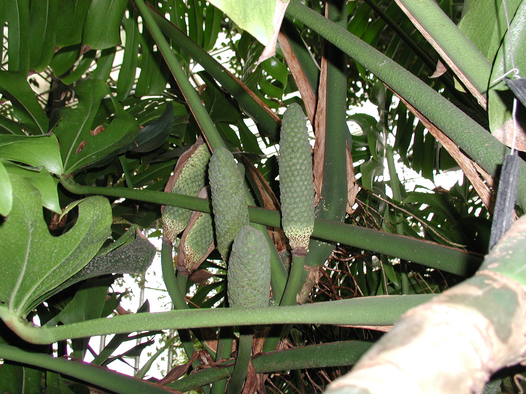 monstera_deliciosa3md
