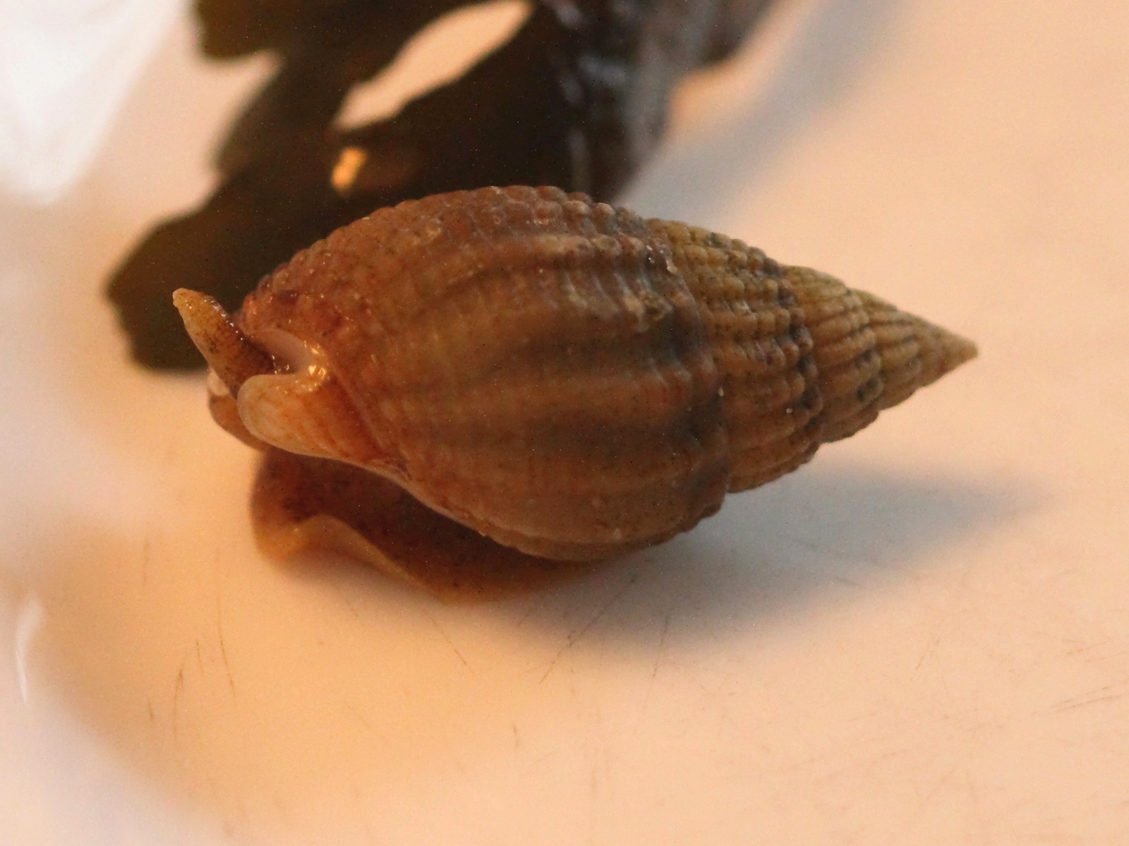 Nassarius_reticulatus