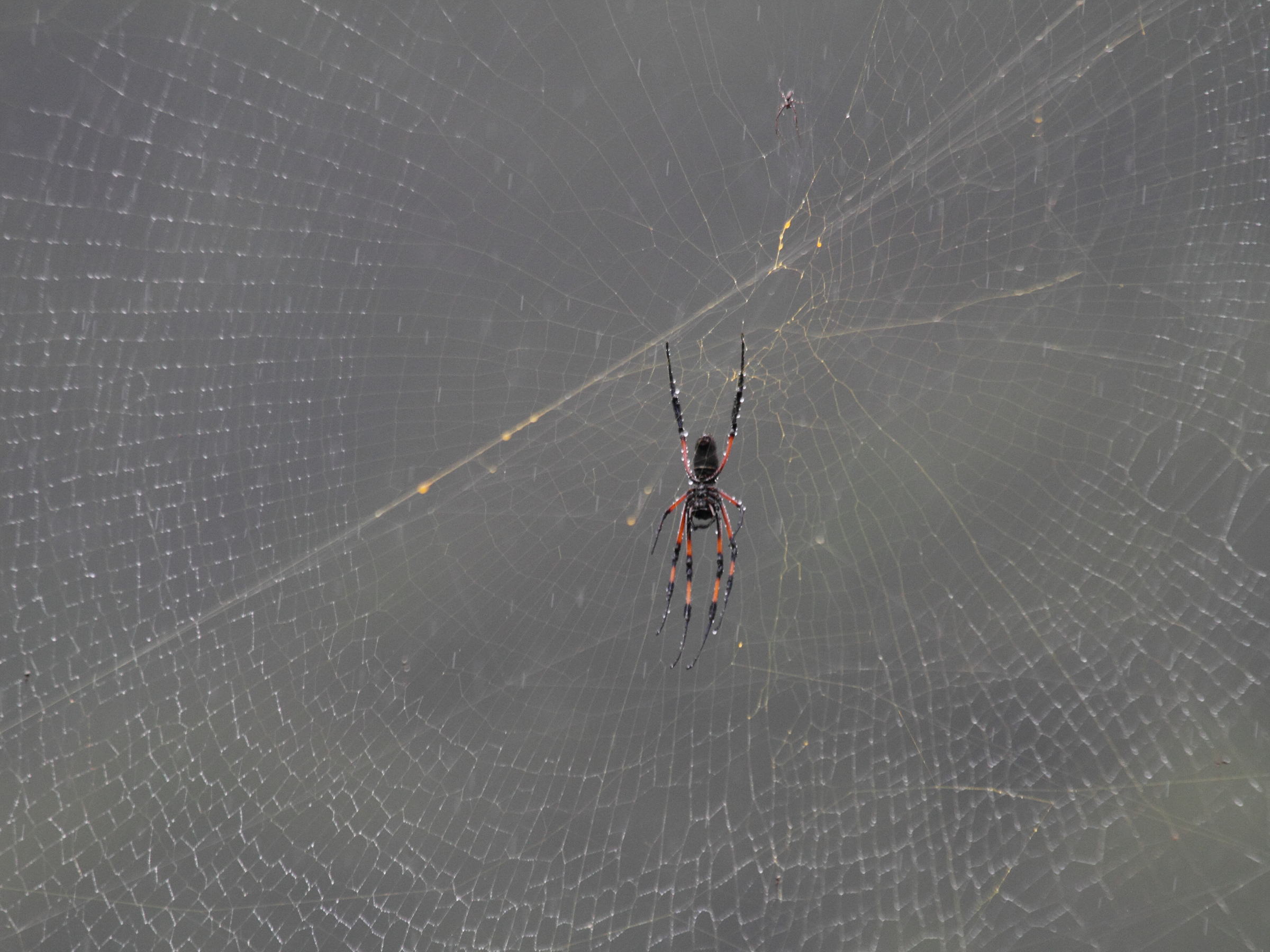 Nephila_inaurata ssp. inaurata
