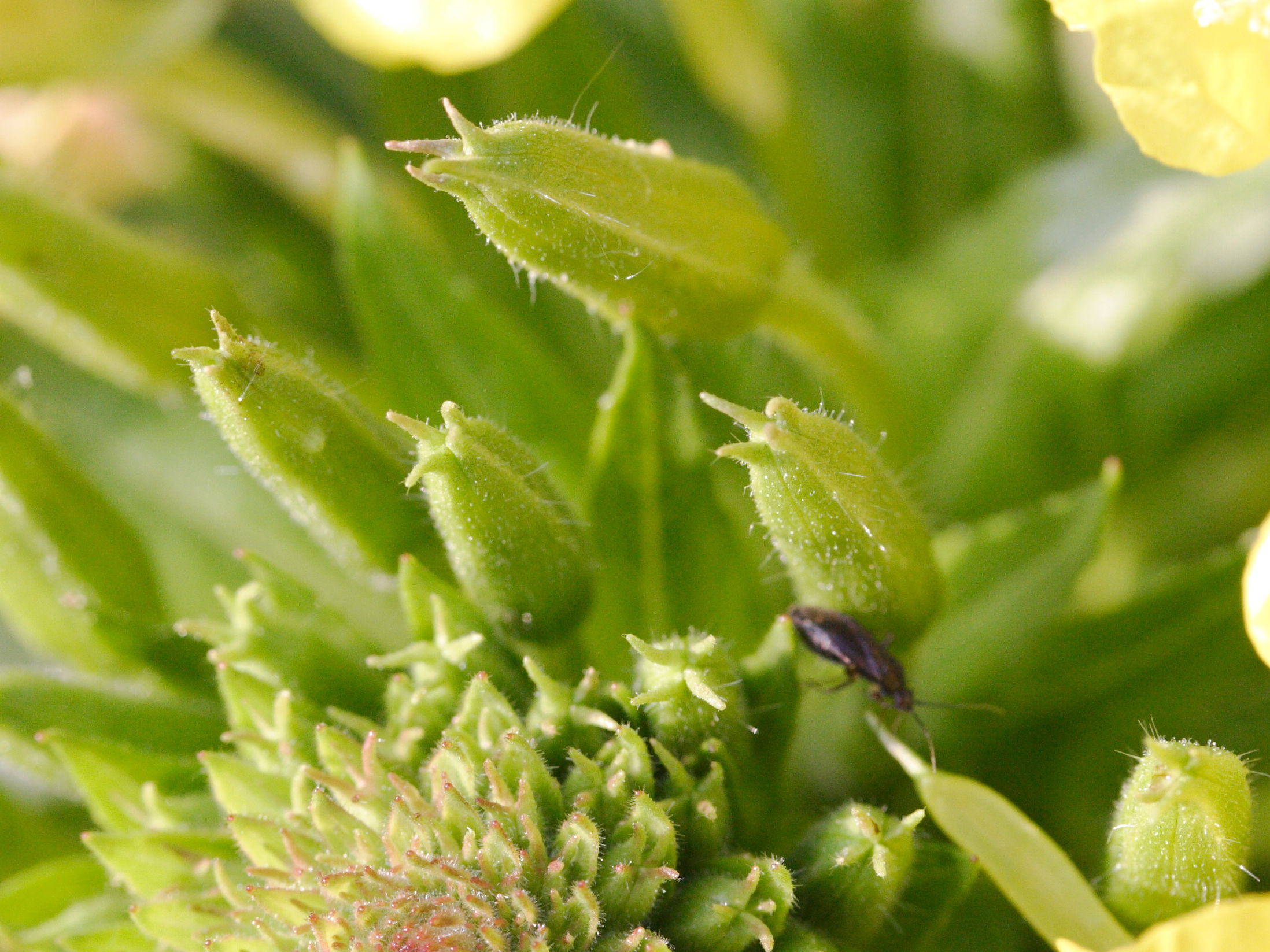 oenothera_issleri2md