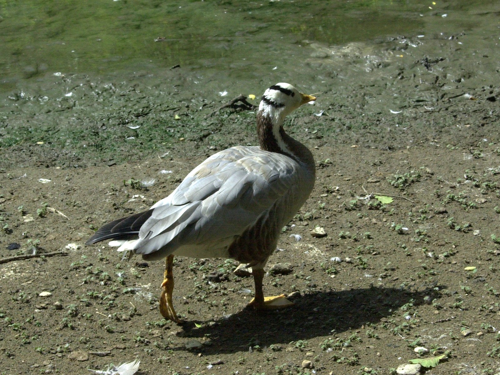 oie_a_tete_barree_-_anser_indicus2md