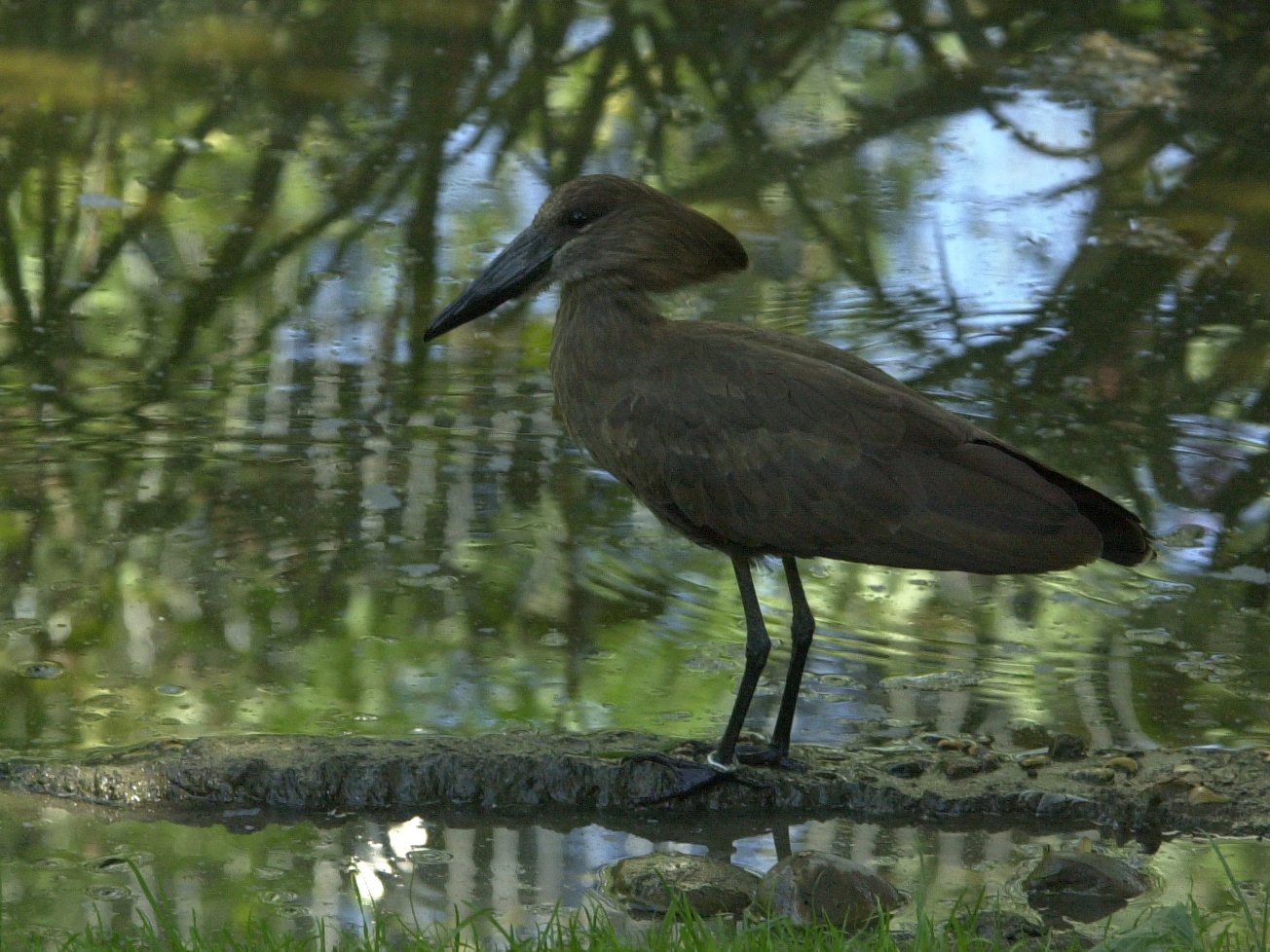 ombrette_-_scopus_umbretta2md