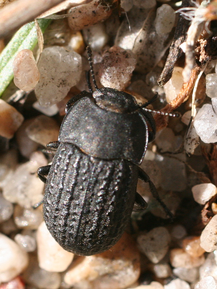 opatrum_sabulosum1md