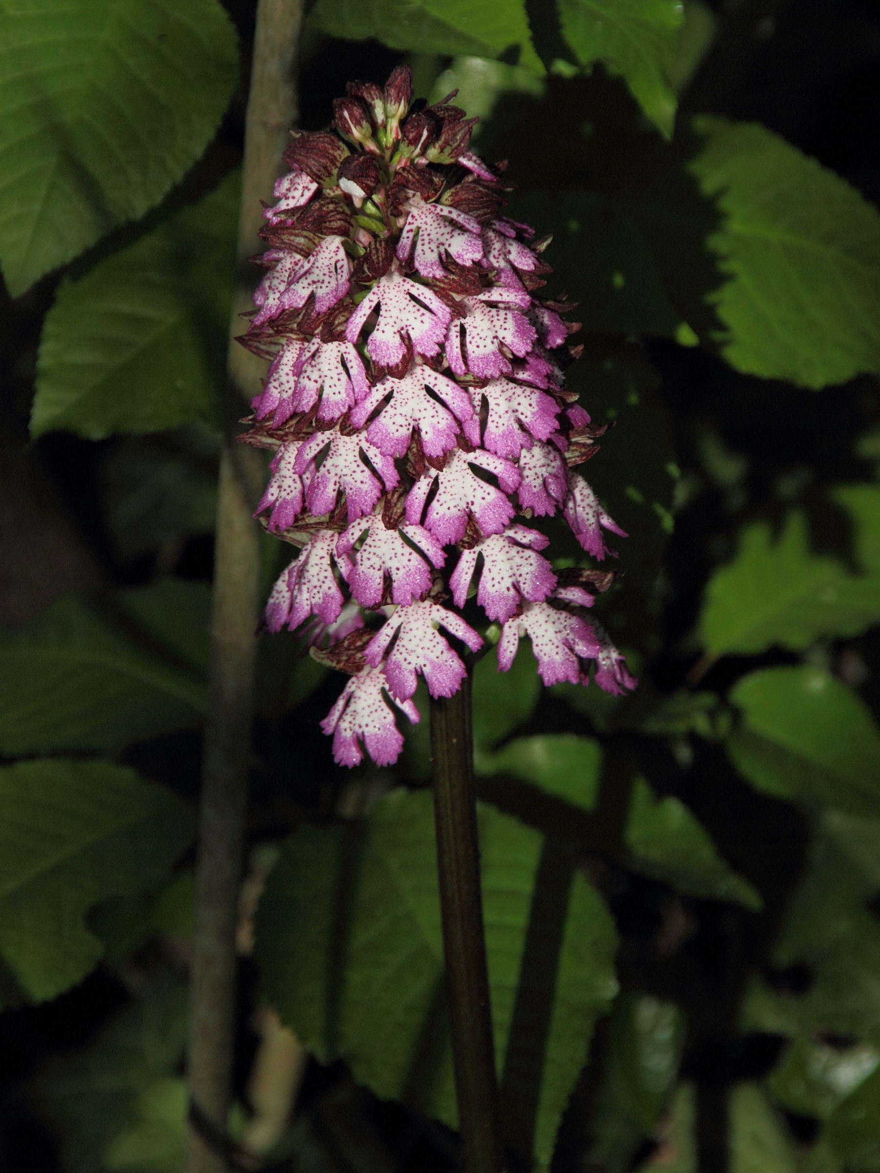 Afficher le média orchis_purpurea3md orchis_purpurea3md