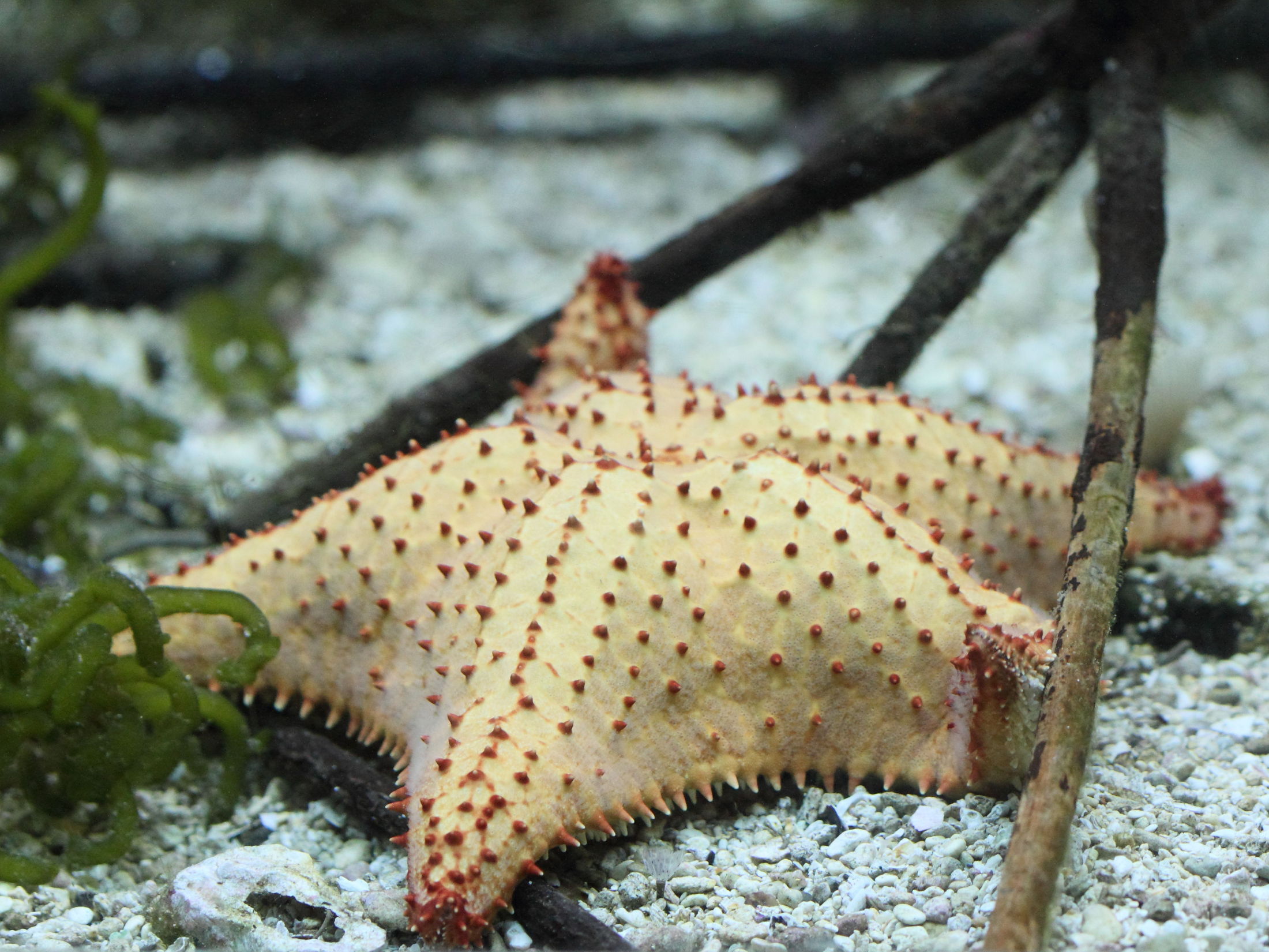 oreaster_reticulatus1bd