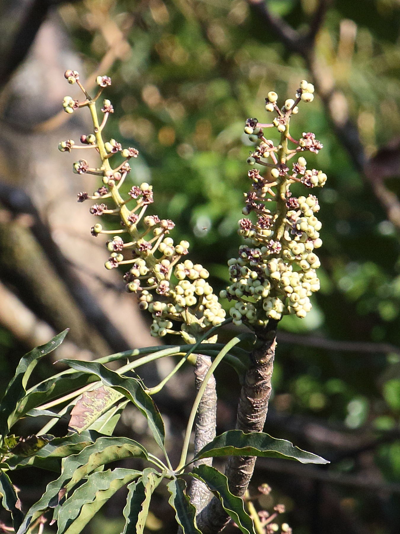 oreopanax_xalapensis3bd