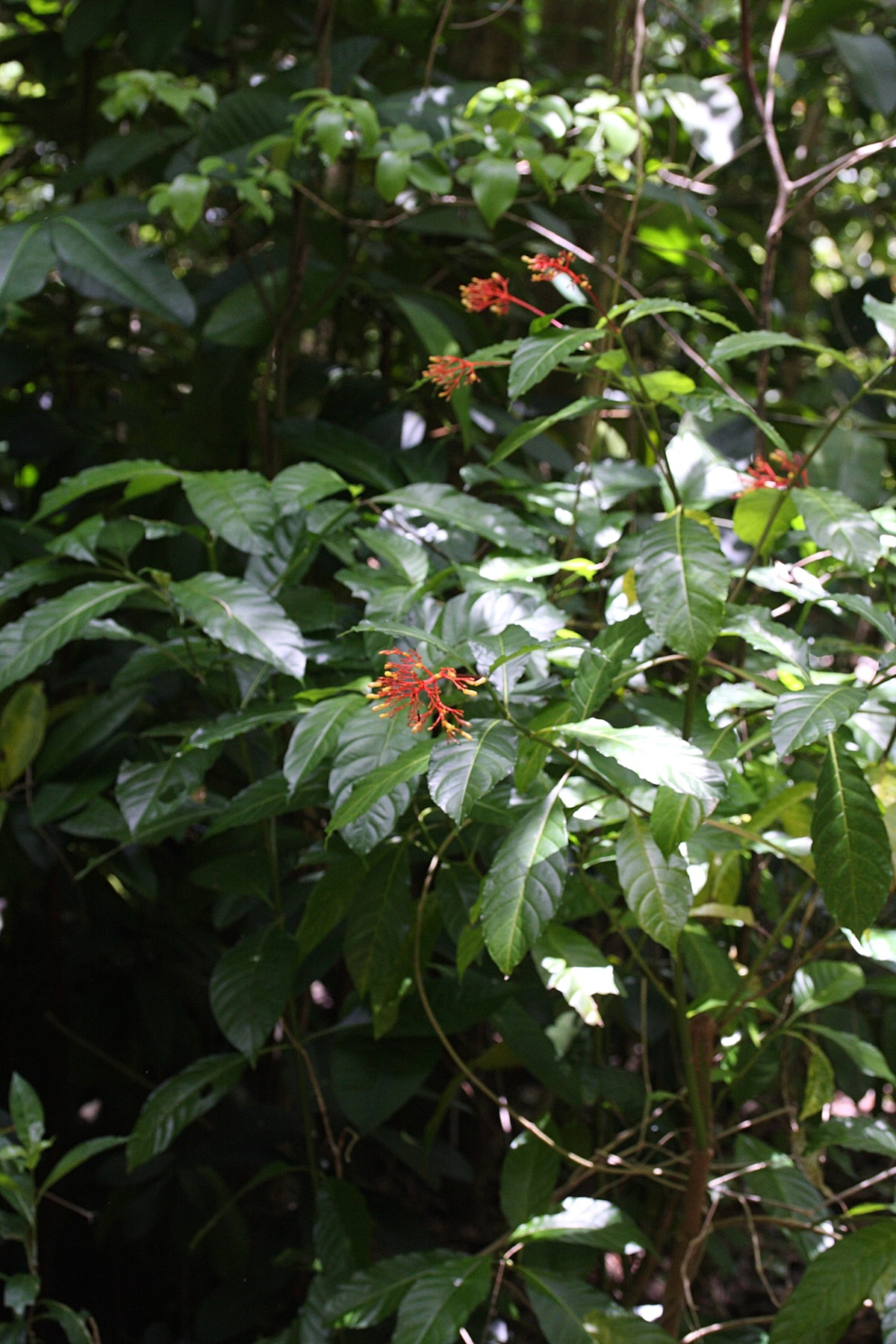 Afficher le média palicourea_crocea3md palicourea_crocea3md