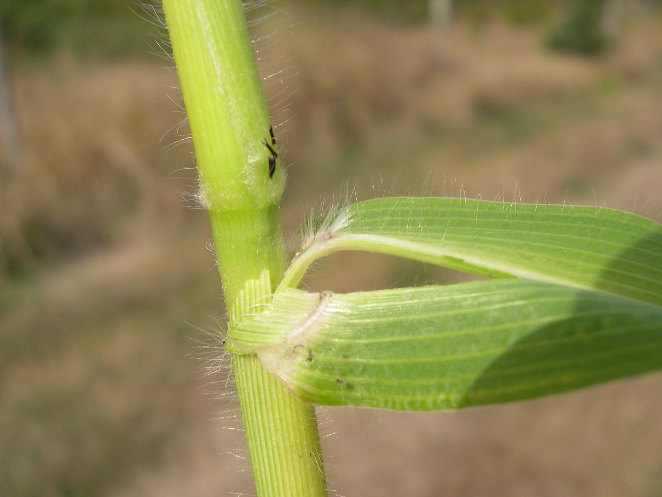 Afficher le média panicum_miliaceum3md panicum_miliaceum3md