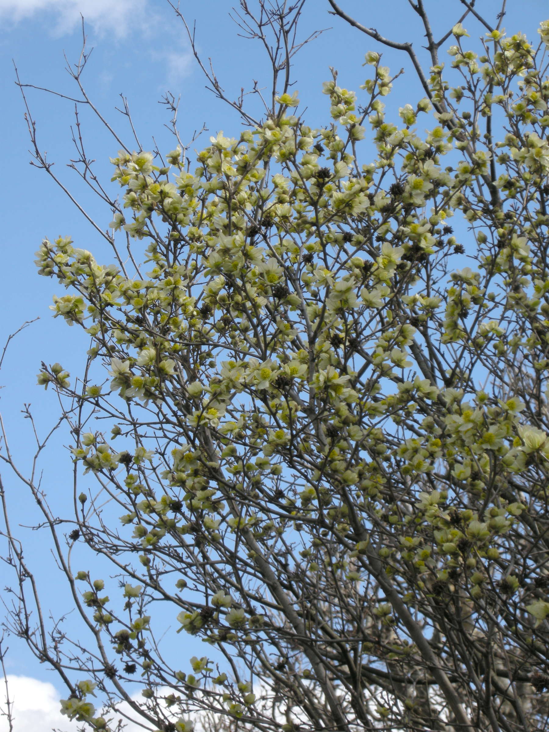 Afficher le média parrotiopsis_jacquemontiana1md parrotiopsis_jacquemontiana1md