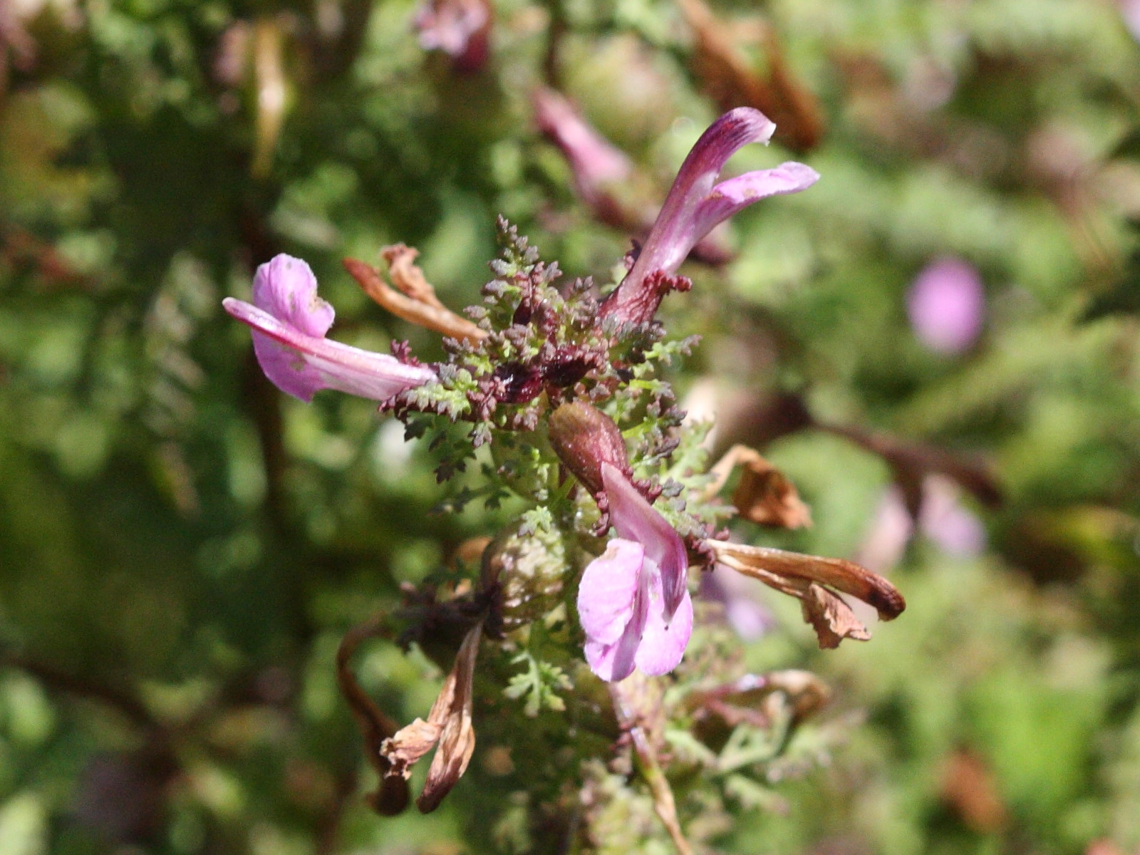 pedicularis_palustris1bd