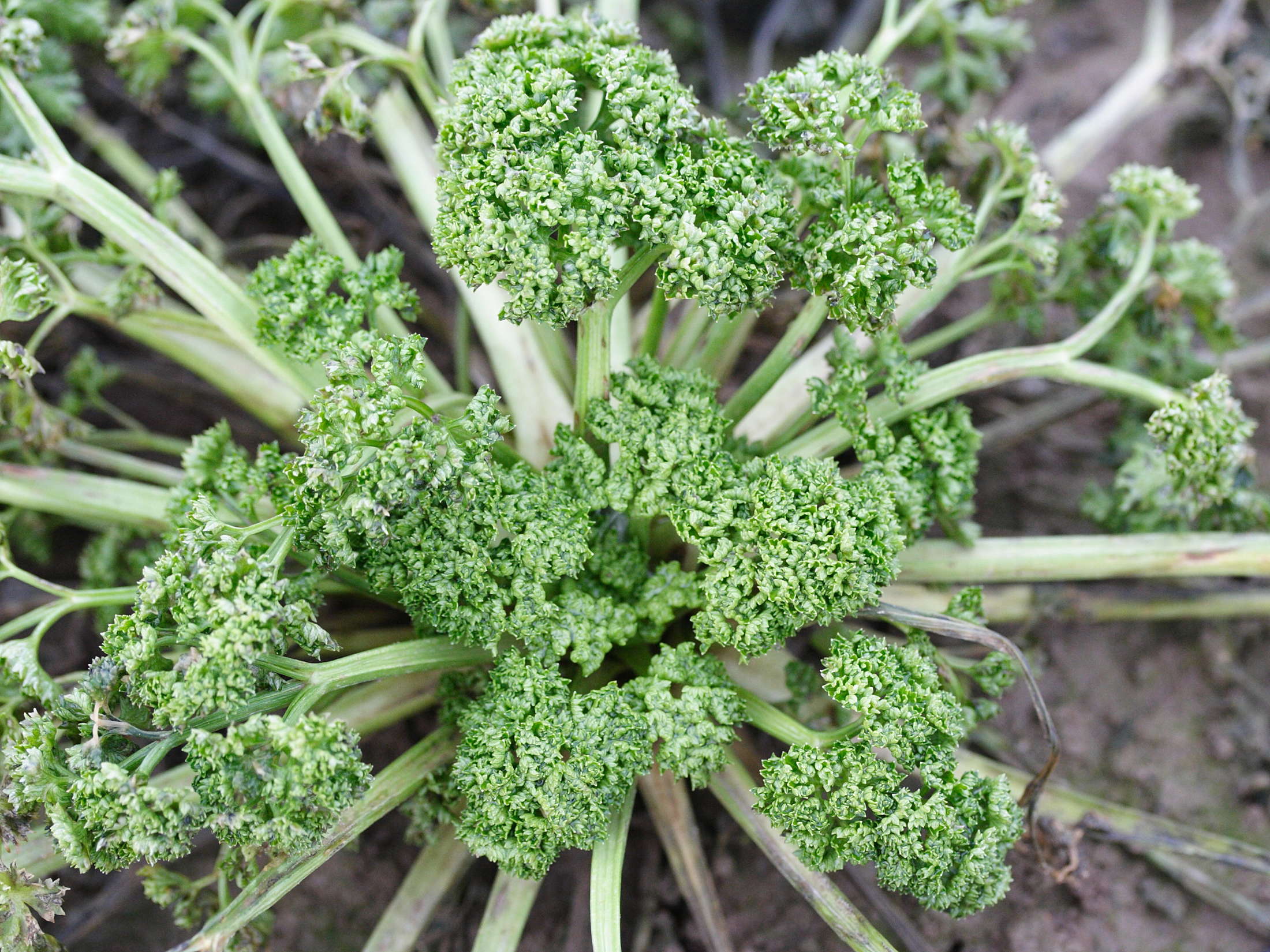 petroselinum_crispum2md