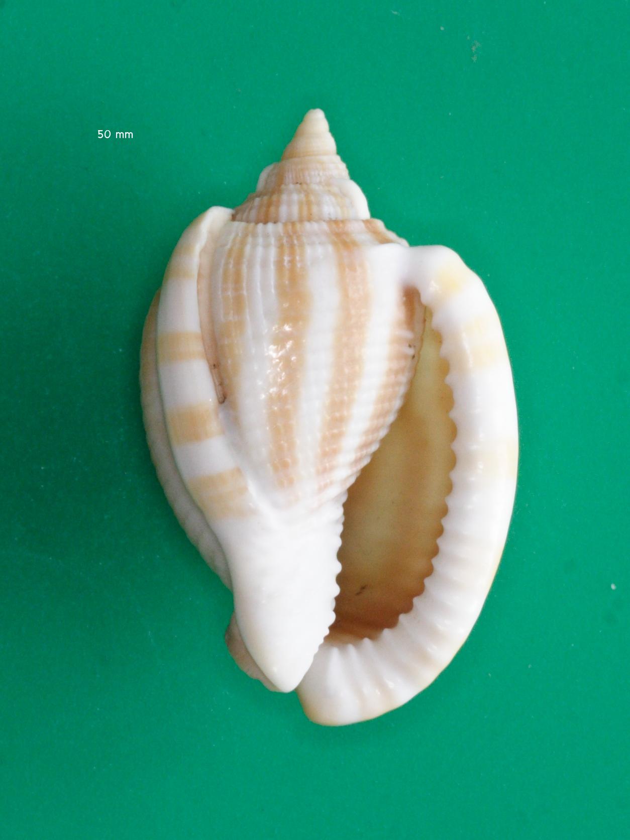 Phalium_flammiferum