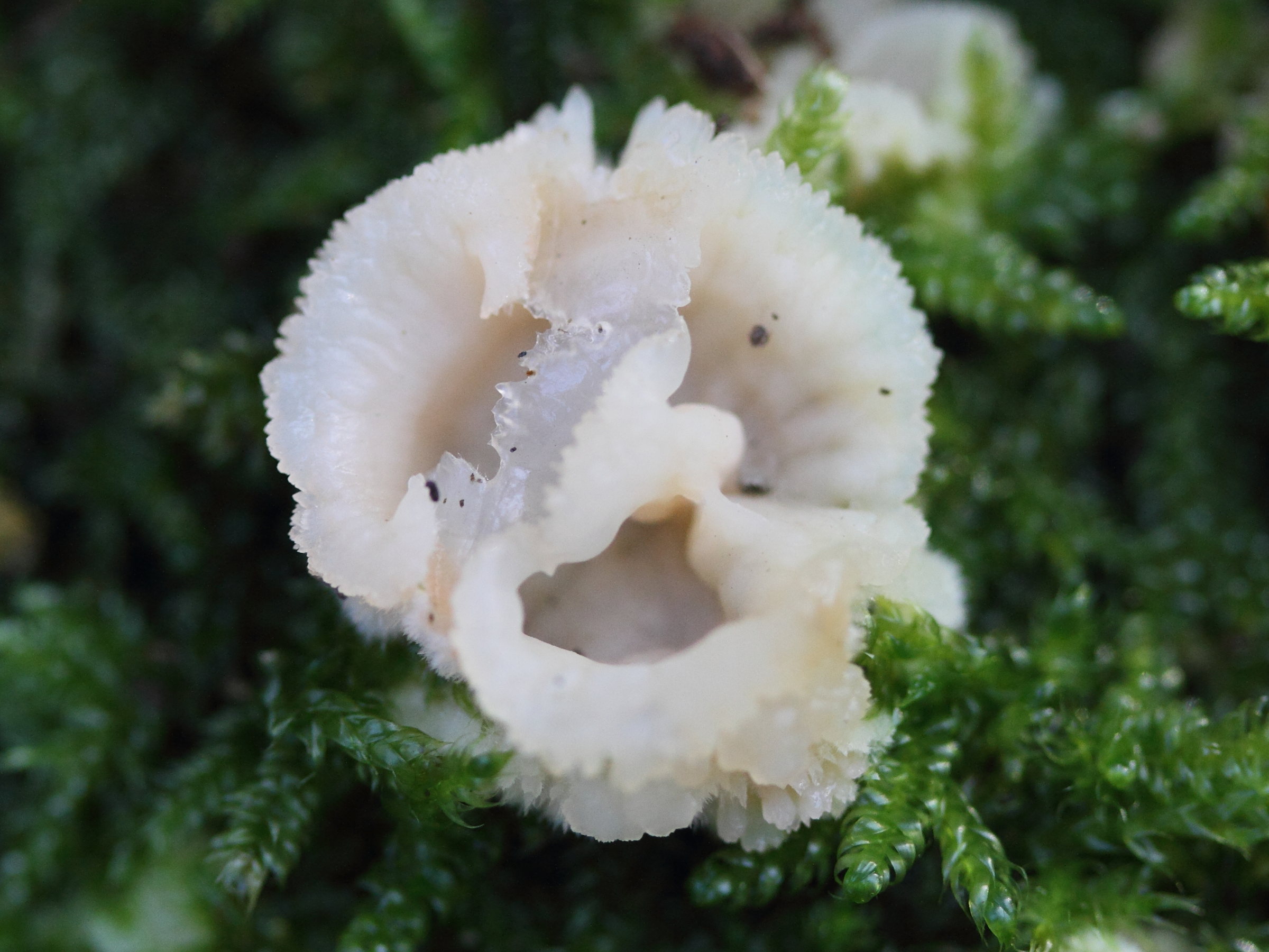 phlebia_tremellosa1md