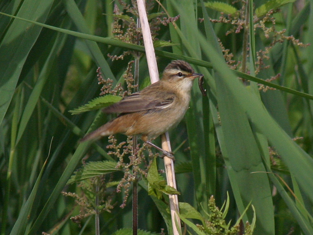 Afficher le média phragmite_des_joncs_-_acrocephalus_schoenobaenus3bd phragmite_des_joncs_-_acrocephalus_schoenobaenus3bd