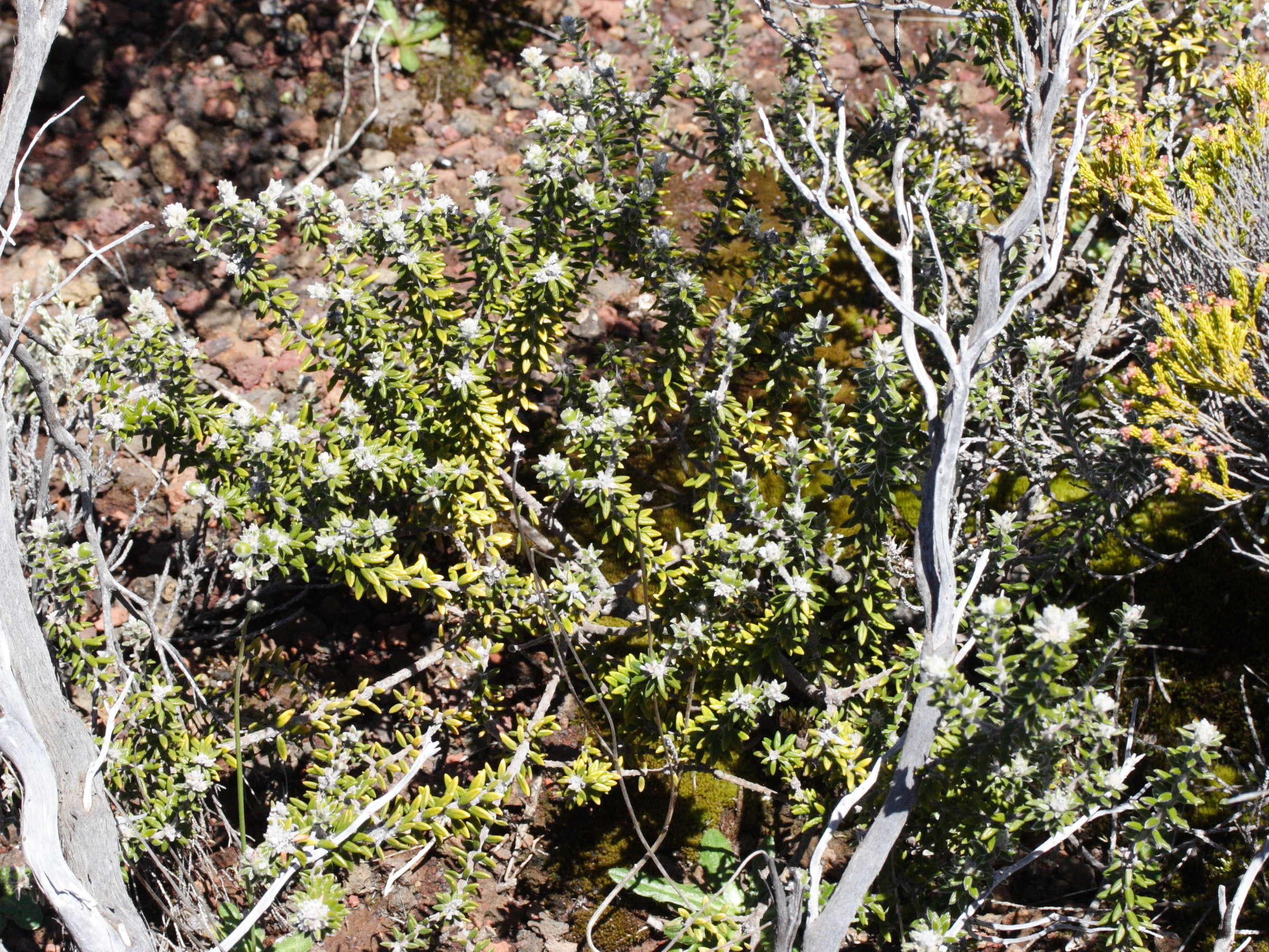 Phylica_nitida