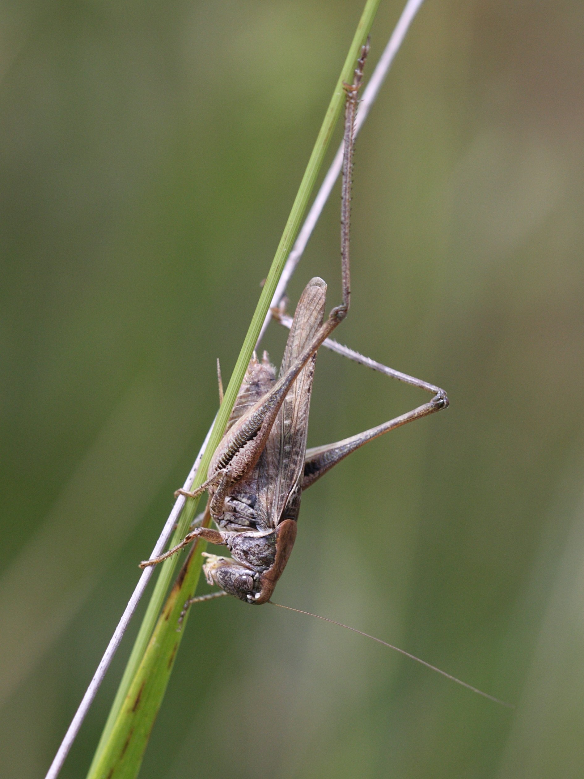 platycleis_albopunctata4bd
