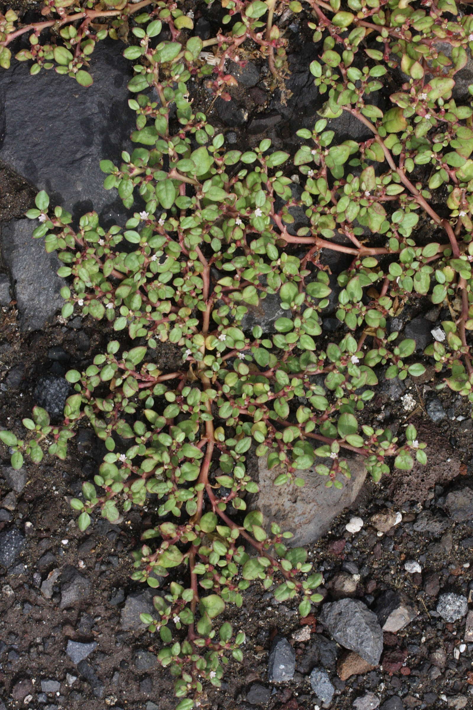 polygonum_plebeium1md