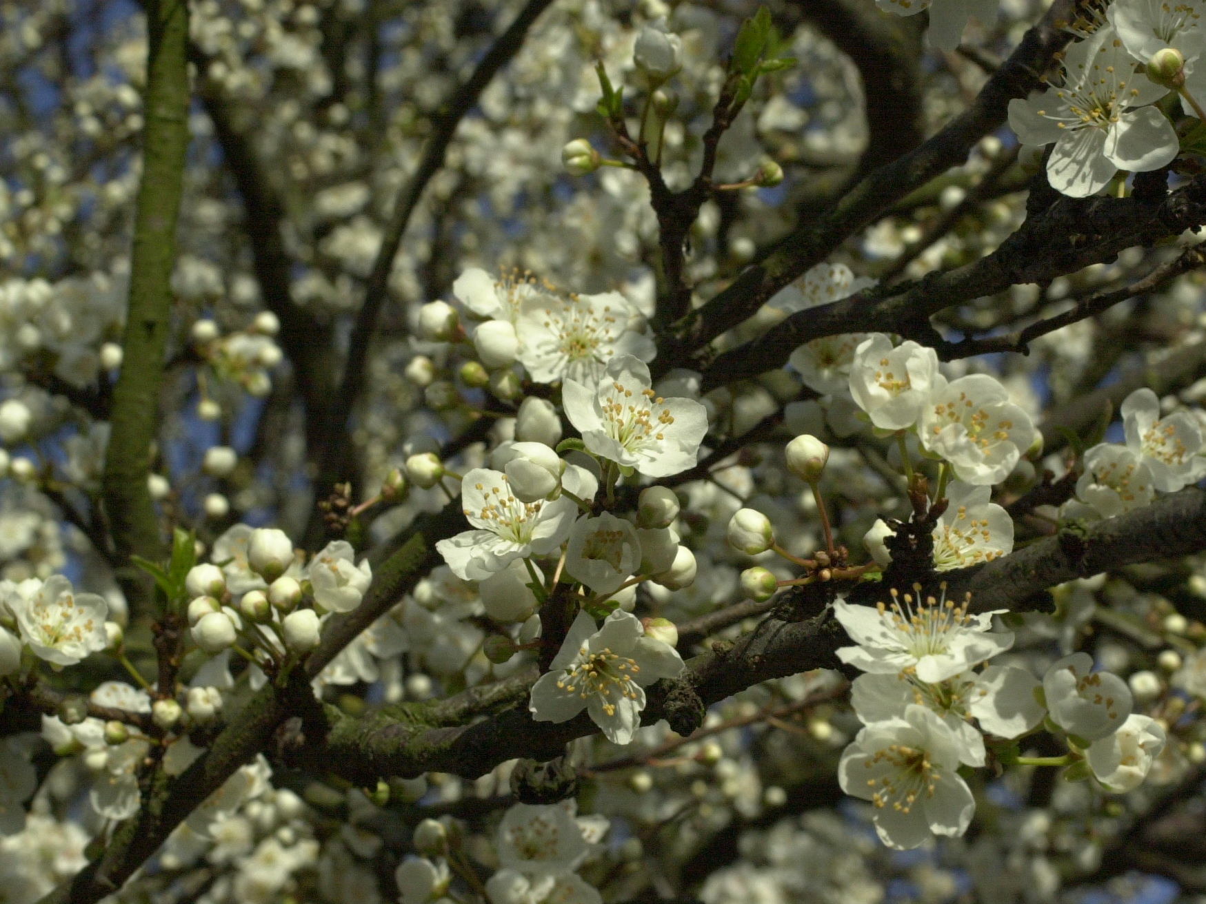 Prunus_cerasifera
