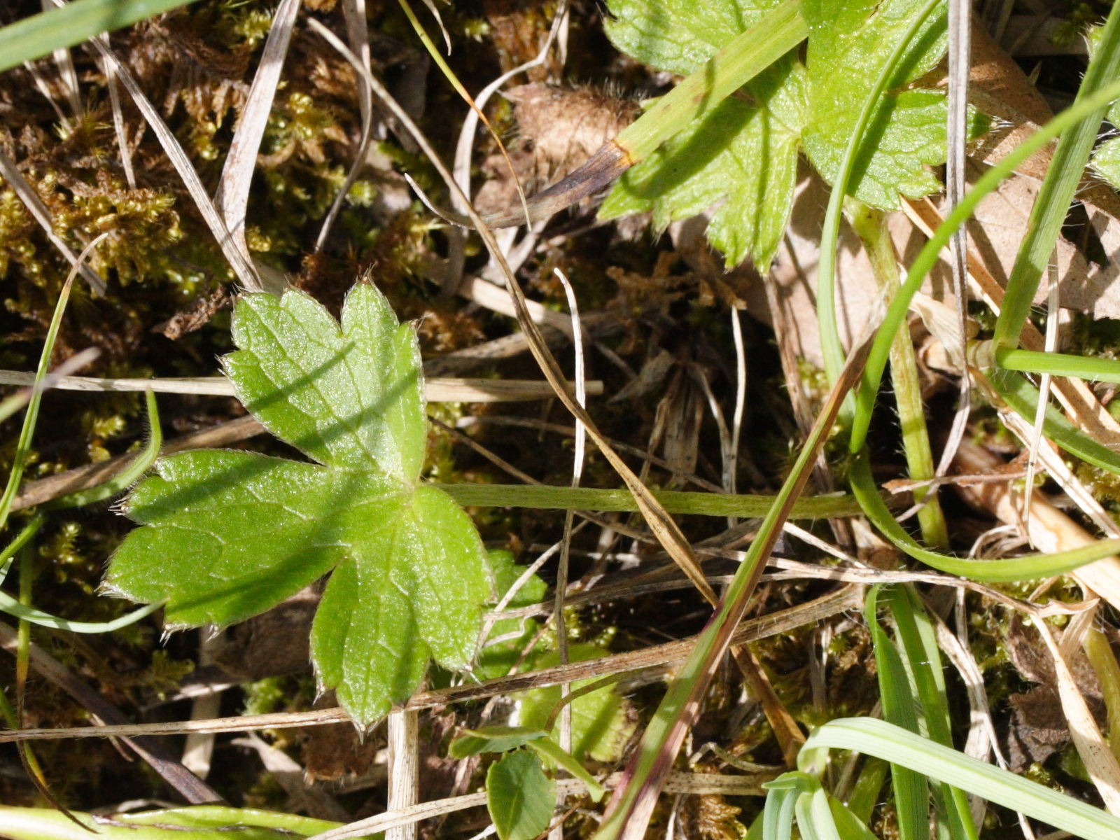 Afficher le média ranunculus_breyninus3md ranunculus_breyninus3md