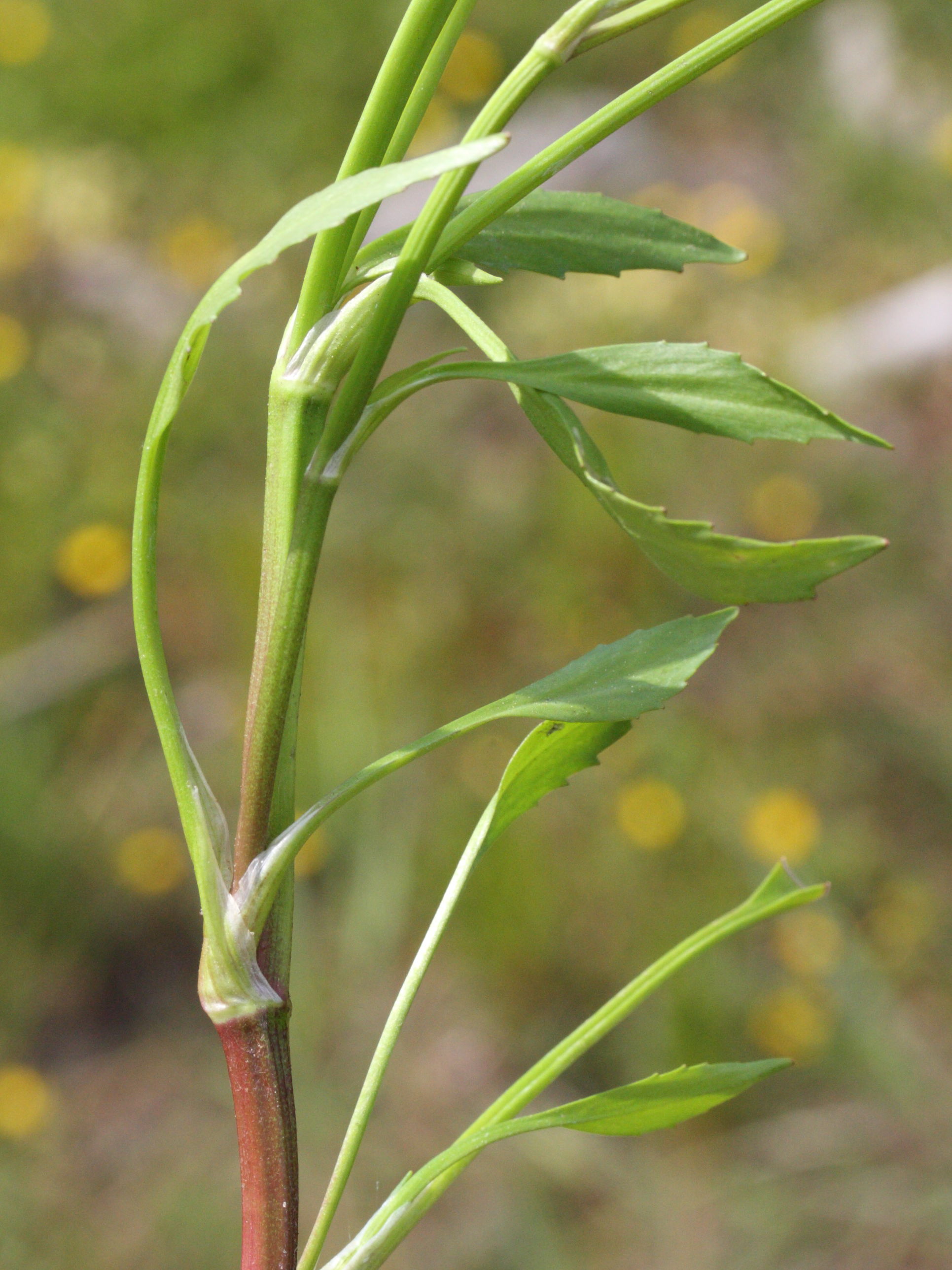 Afficher le média ranunculus_ophioglossifolius2md ranunculus_ophioglossifolius2md