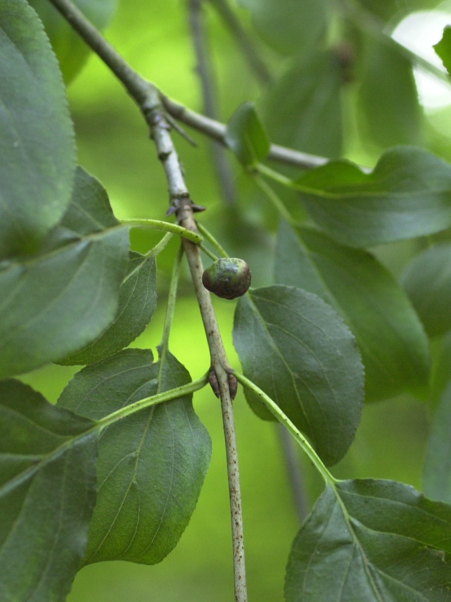 Afficher le média rhamnus_cathartica3md rhamnus_cathartica3md