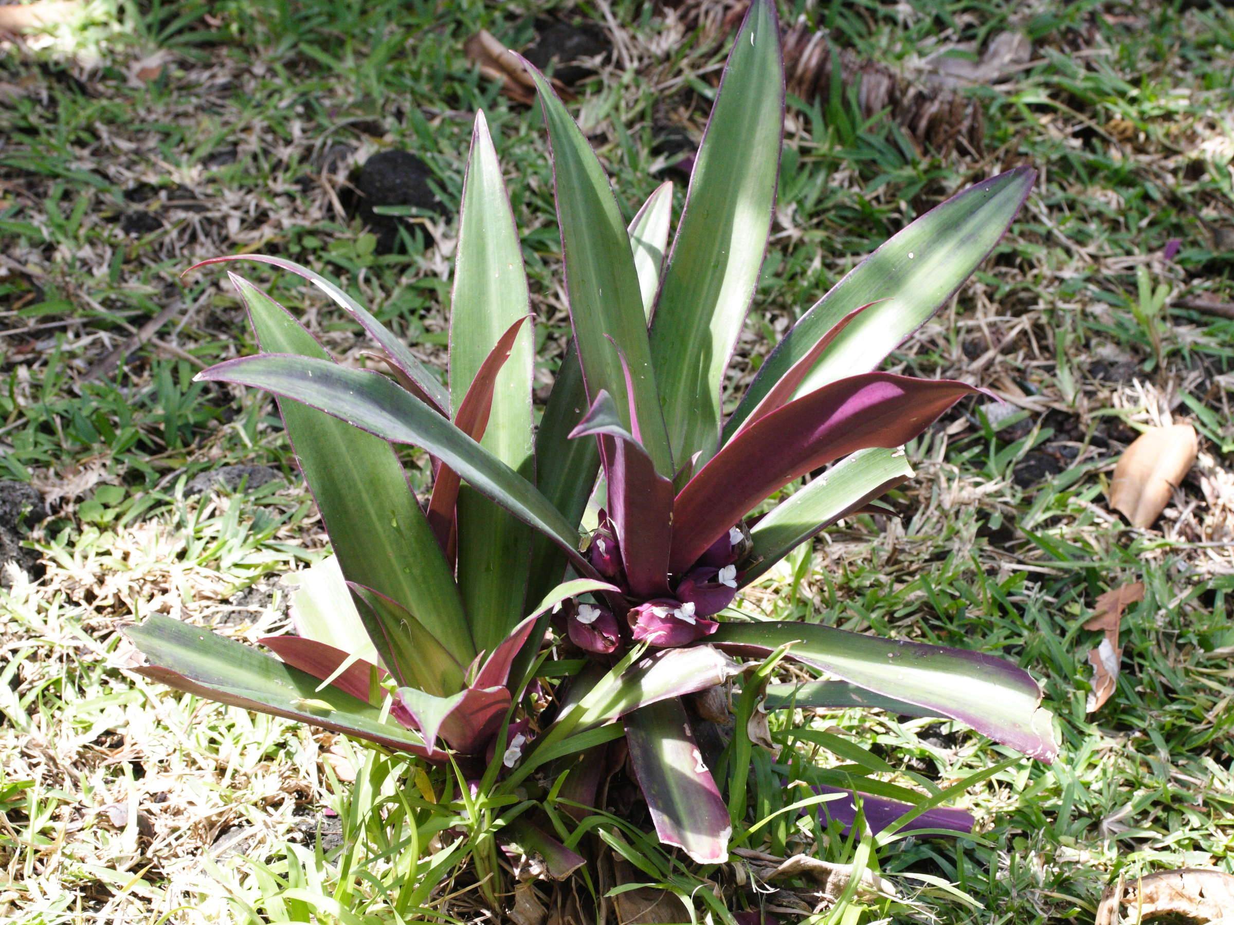 rhoeo_spathacea4md