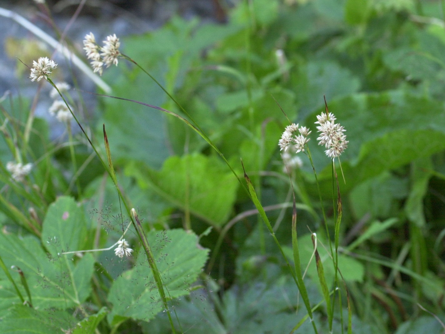 rhynchospora_alba1md