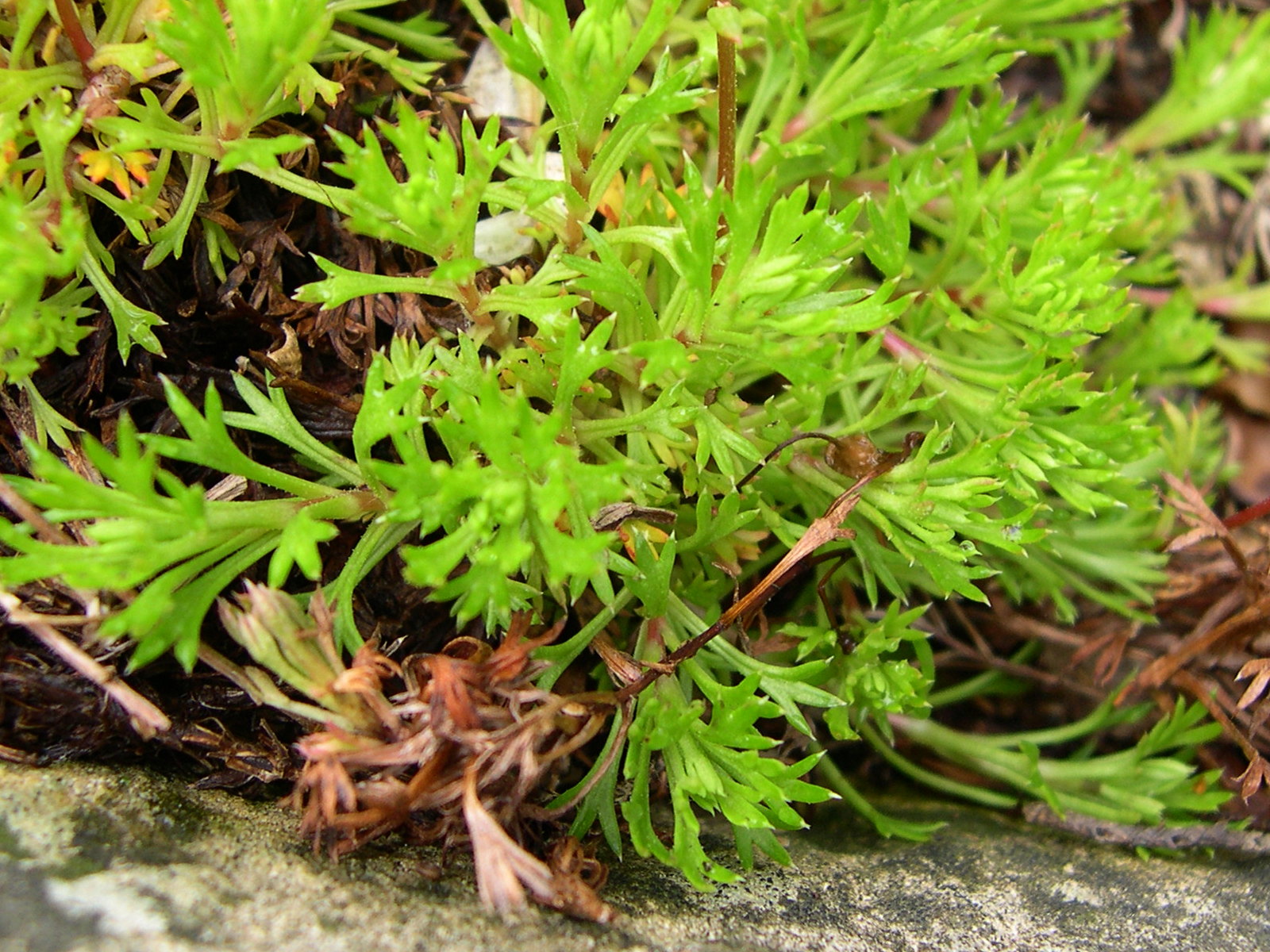 saxifraga_tenella3md