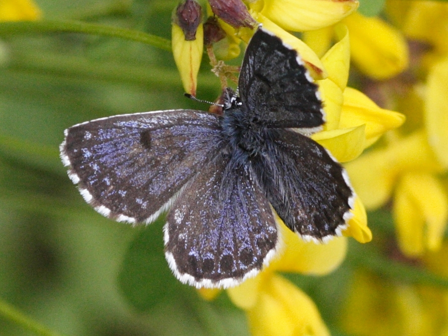 scolitantides_orion3md