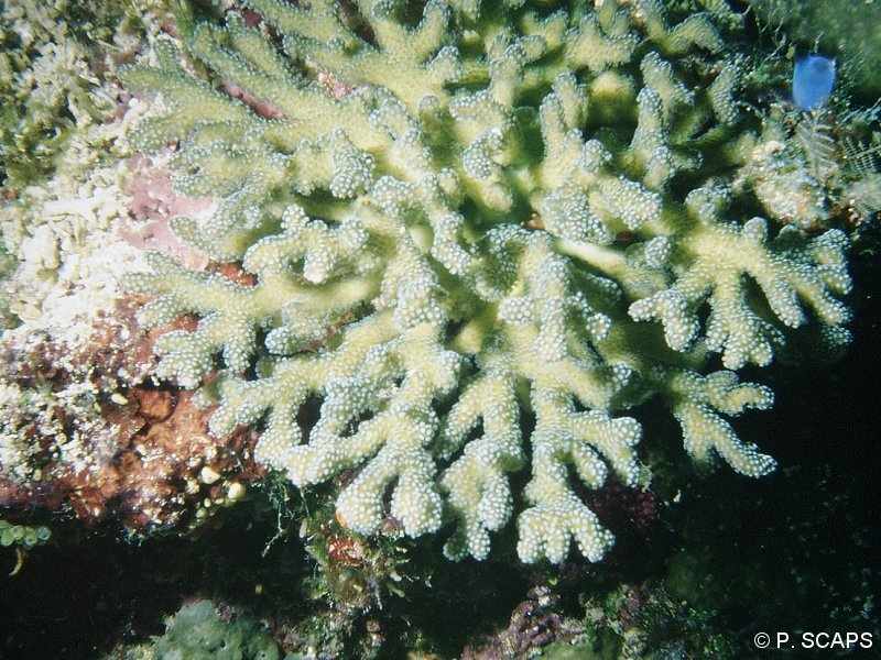 seriatopora_calendrium1ps