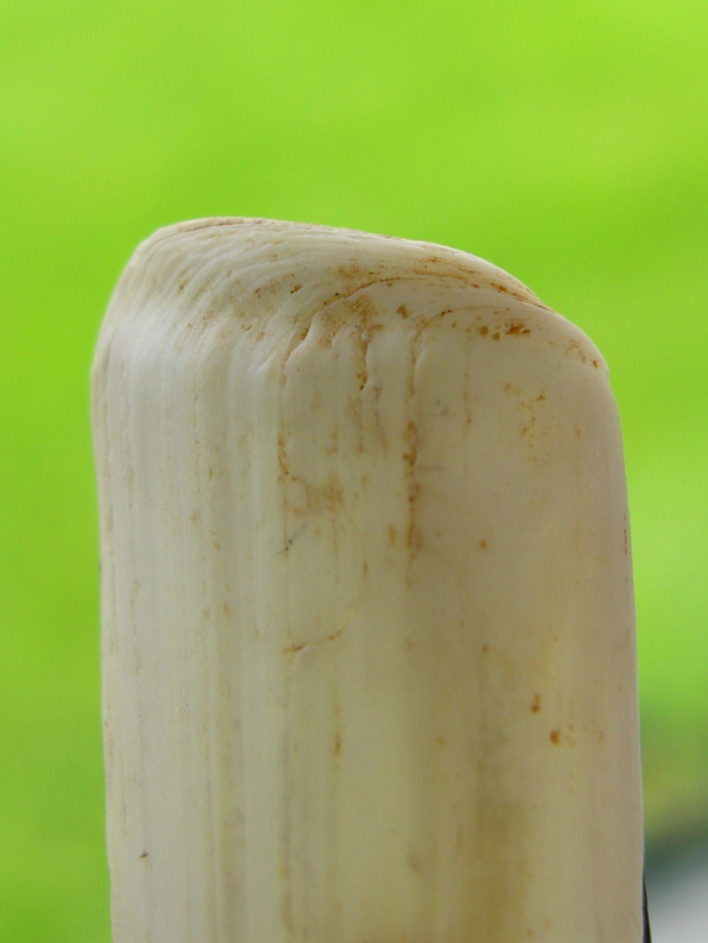 solen_marginatus2amd