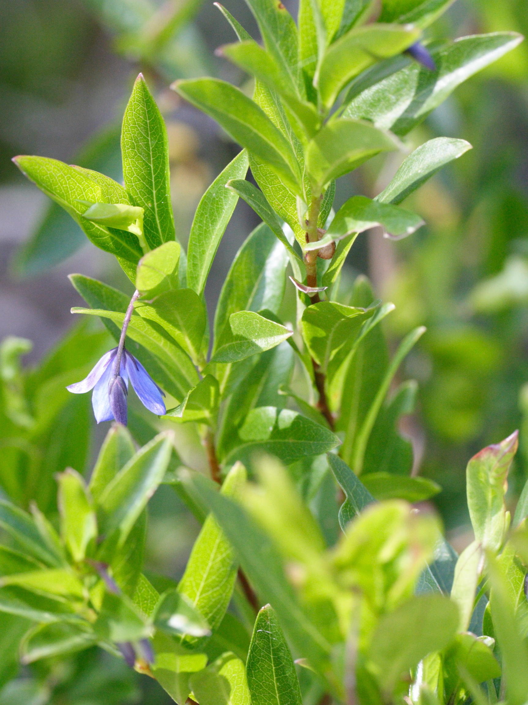 sollya_heterophylla1md