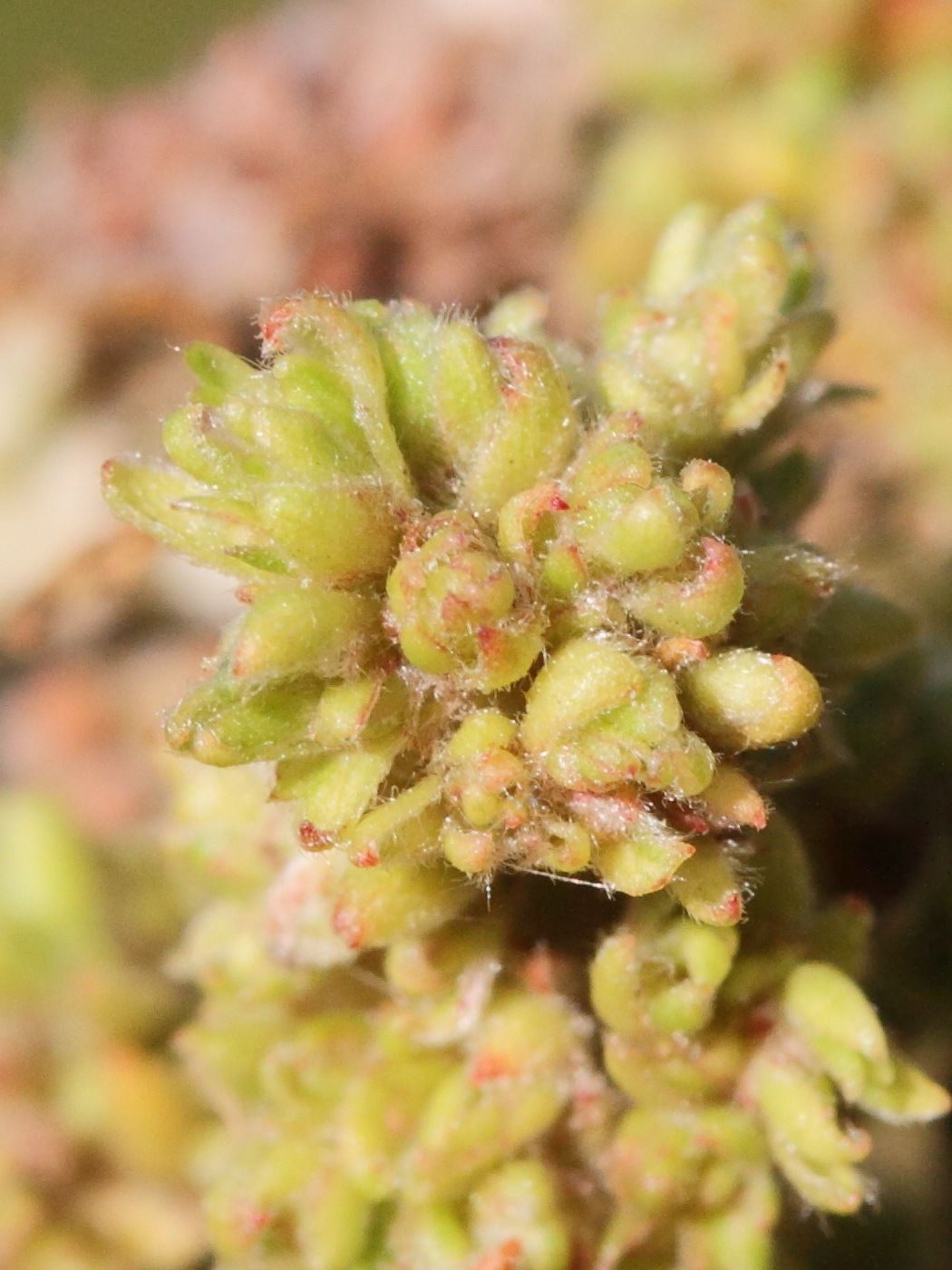 stenacis_triradiatus_galle2md