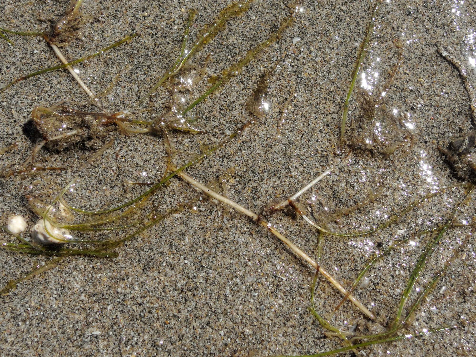 syringodium_isoetifolium3md