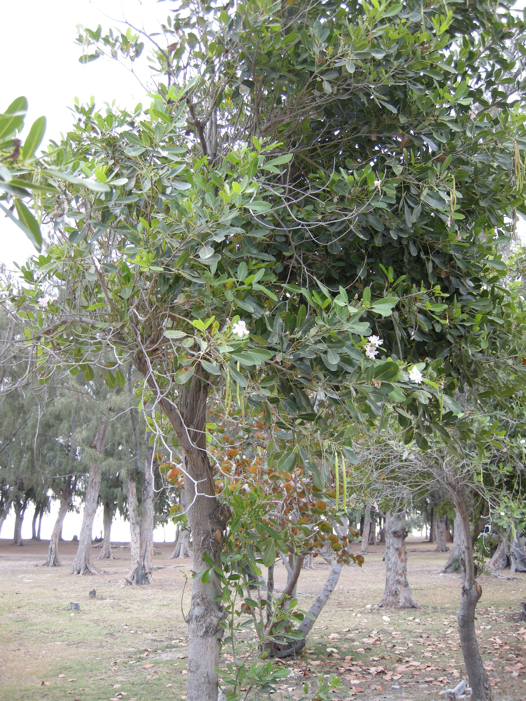 tabebuia_heterophylla4md