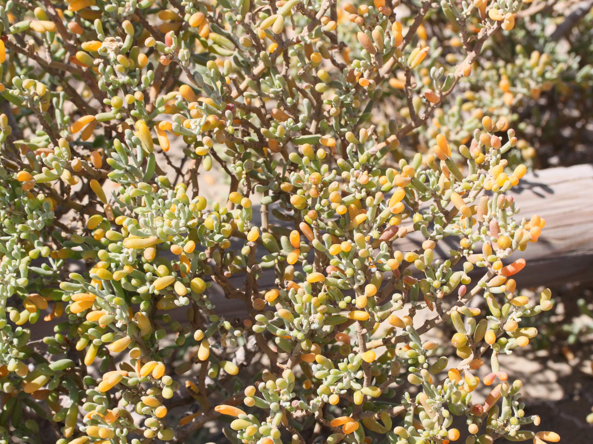 tetraena_fontanesii1md