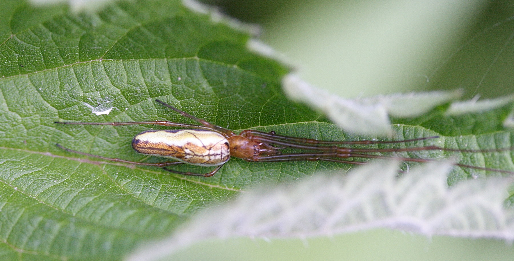 Afficher le média tetragnatha_extensa2md tetragnatha_extensa2md