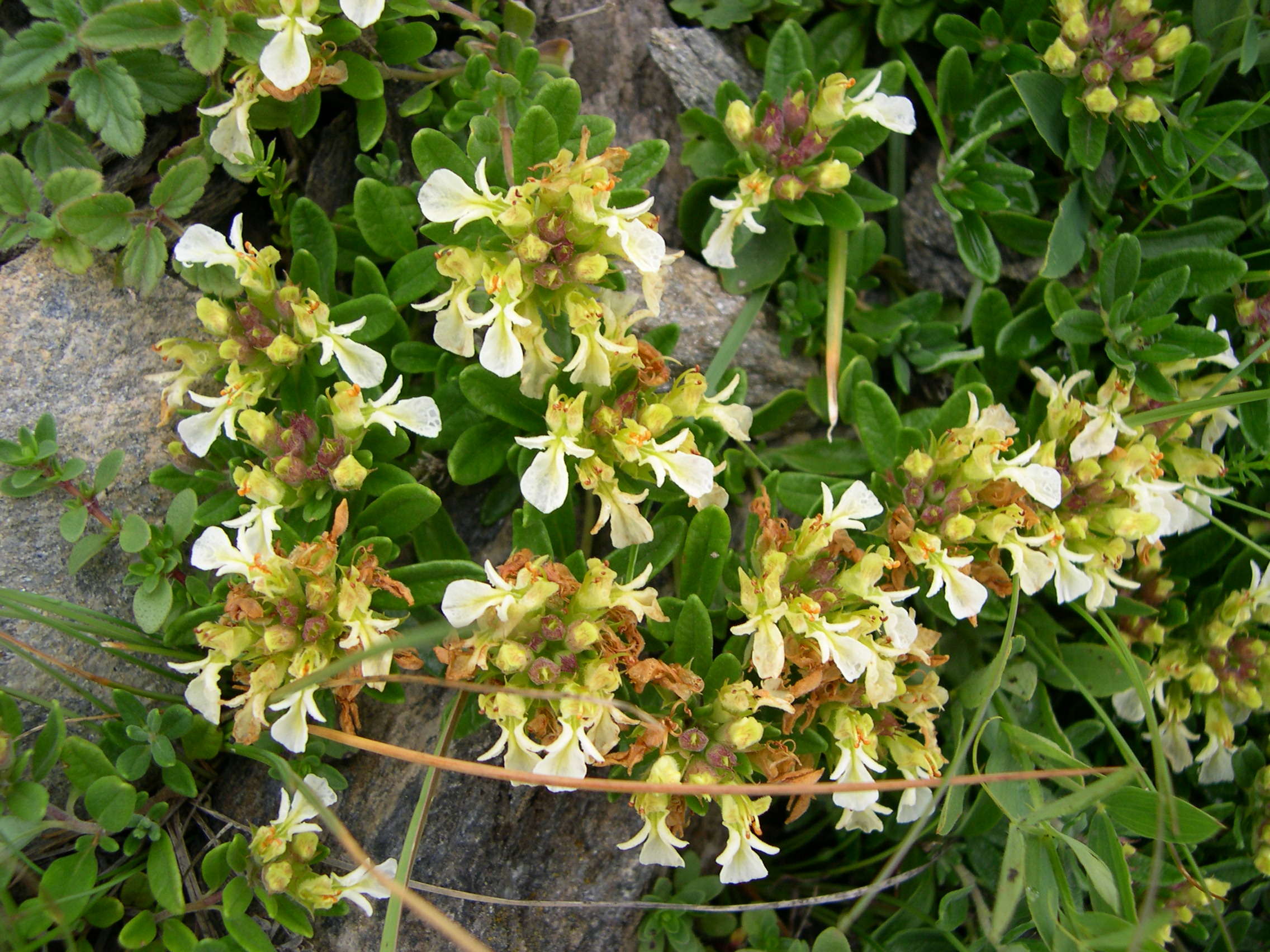 Afficher le média teucrium_montanum4md teucrium_montanum4md